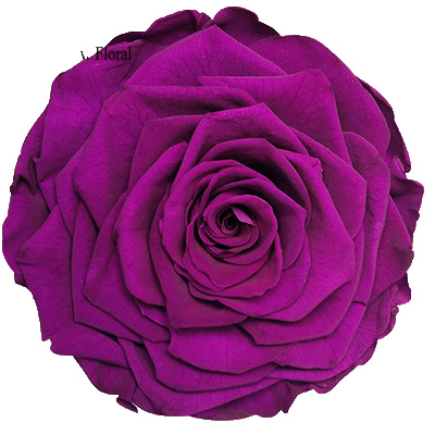 9-10CM Big Size preserved Rose head(1pcs-box)-12