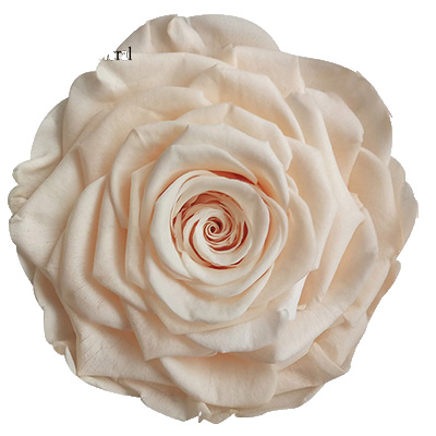 9-10CM Big Size preserved Rose head(1pcs-box)-13