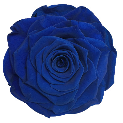 9-10CM Big Size preserved Rose head(1pcs-box)-14