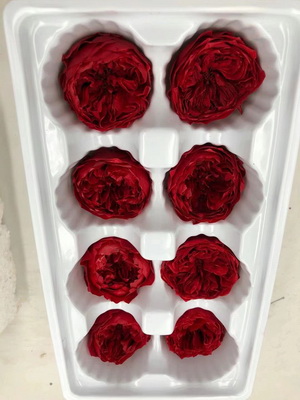 4-5CM (8pcs-box)Austin Preserved Roses-02