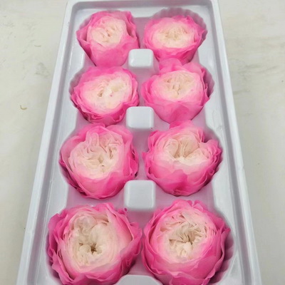 4-5CM (8pcs-box)Austin Preserved Roses-06