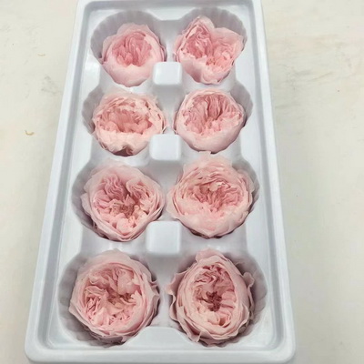 4-5CM (8pcs-box)Austin Preserved Roses-17