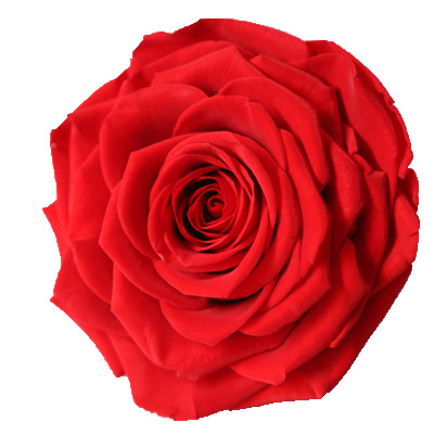 9-10CM Big Size preserved Rose head(1pcs-box)-15